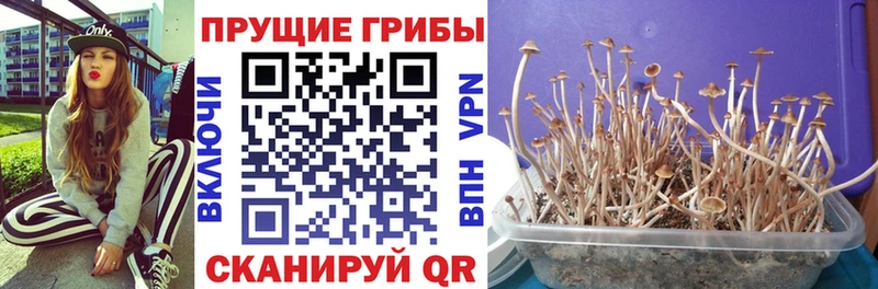 Псилоцибиновые грибы Psilocybine cubensis  мега вход  Красногорск  где купить  